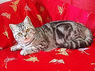Bessi Lady Cats Isstasiua - персональная страница